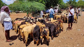 Macherla sheep market  macherla big size sheep kids [upl. by Allix]