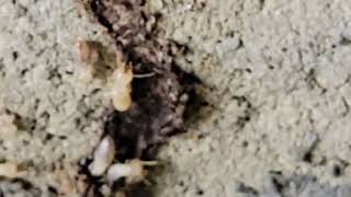 Subterranean Termites Feasting On the Garage [upl. by Wilkens]