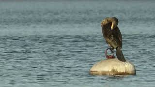 Great Cormorant perching on a buoy preening [upl. by Lebezej235]