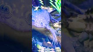 🐸 AFRICAN Clawed Frog Xenopus laevis OR Common Platanna [upl. by Roselani677]