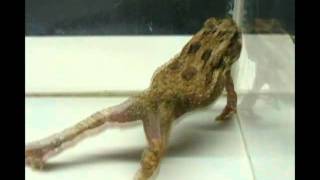 Strychine Poisoning in Toads [upl. by Esyle]