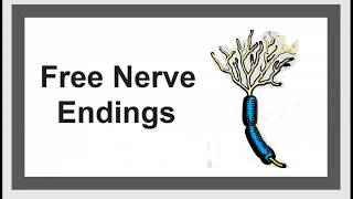 Free nerve ending Sensory nerve receptors of the skin USMLE NCLEX MCAT 3 minutes [upl. by Ellimak]