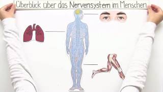 ZENTRALES UND PERIPHERES NERVENSYSTEM  Biologie  Biologie des Menschen Mittelstufe [upl. by Creight]