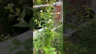 Parijat plant beautiful blooming in potharsingar flowersshorts [upl. by Gnav]