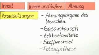 Die innere und äußere Atmung  ein Überblick  Biologie  Humanbiologie [upl. by Sitoiyanap]