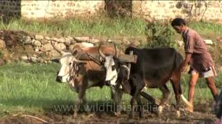 Indian farming Ploughing [upl. by Lilithe531]