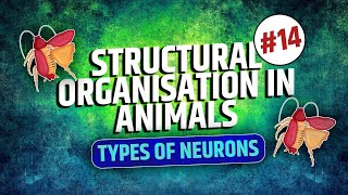 14Types of neurons Nervous Tissue Animal TissuesStructural Organisation in AnimalsNEETClass11 [upl. by Dric]