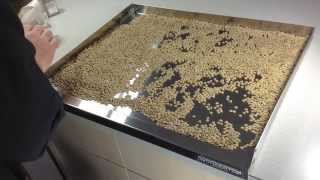 How To Sort Lentils Dried Beans or Other Legumes [upl. by Sigvard]