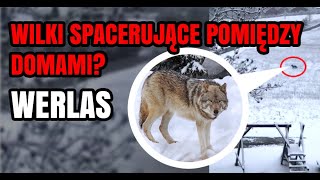 WERLAS Wilki spacerujące pomiędzy domami quotPsy likwidowane na bieżącoquot VIDEO [upl. by Brower]