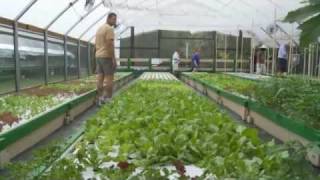 Aquaponics Go Commercial Start Small  YouTubeflv [upl. by Naujaj]