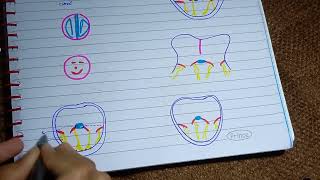 Septum Formation l Atrioventricular septa l Development of Cardiovascular System [upl. by Aelem]