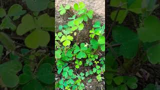 Oxalis ☘️ plants trending videos yshortsday by day increasing population shortspls like ampsub🙏🙏 [upl. by Kiah]