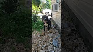 americanbully pocketbully pitbull dog cute dogoftheday Subscribe [upl. by Em745]