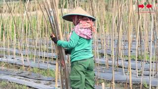 Agro TVBEGINI CARANYA TANAM TOMAT DI DATARAN TINGGI [upl. by Nivag324]