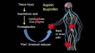 The Neuroscience of Pain Translating Science to the Patient [upl. by O'Gowan692]