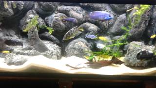 New Stocking Plans for 55G African Cichlid Tank [upl. by Acey]