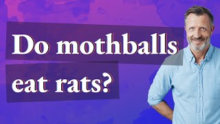 Do mothballs eat rats [upl. by Ahsinit745]