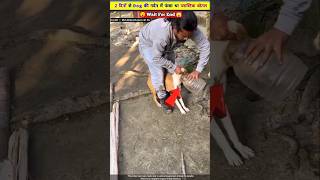 2 दिनों से Dog की गर्दन में फंसा था प्लास्टिक बोतल 🥺😳 [upl. by Enneirda]