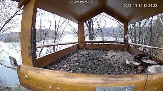 Feeder in Bieszczady Mountains Lake Solina Polańczyk Poland 20231115 [upl. by Adner530]