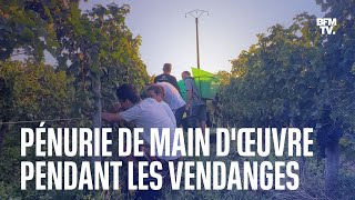 Dans le Bordelais les vignerons sorganisent face à la pénurie de main dœuvre pour les vendanges [upl. by Eisus]