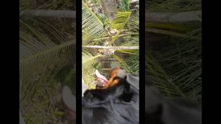 Chini Hanuman dekhche🤐 rottwiler doglover explore viralvideo like foryou susmitachinii5216 [upl. by Asirak]