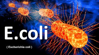 E coli  Escherichia coli   e coli bacteria in hindi  e coli microbiology [upl. by Radferd]