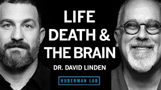 Dr David Linden Life Death amp the Neuroscience of Your Unique Experience [upl. by Silas624]