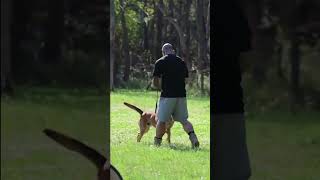 Obedience work with Temper Belgian malinois lgk9 belgianmalinois k9handler dogtraining [upl. by Odrahcir]