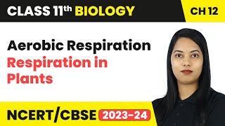 Aerobic Respiration  Respiration in Plants  Class 11 Biology Chapter 12  CBSE 202425 [upl. by Eidde332]