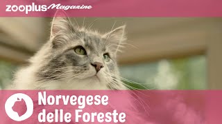 Il Norvegese delle Foreste ritratto di un gattone dal pelo lungo e l’animo gentile [upl. by Eeclehc408]