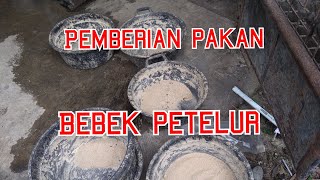 Pemberian pakan bebek petelur di kandang full intensif [upl. by Elayor304]