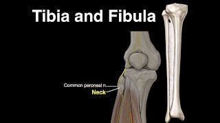 Tibia and Fibula [upl. by Hgielac137]