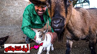 لون جديد من الماعز القزم في المزرعة🐐 استحمام الكلب بيمبو🐕 [upl. by Nauqad856]