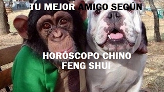 TU MEJOR AMIGO SEGÚN EL HORÓSCOPO CHINO FENG SHUI [upl. by Valerie33]