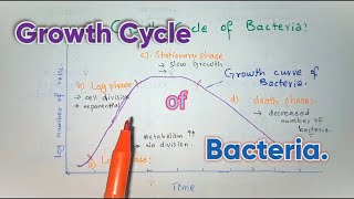 Growth Cycle Of Bacteria With Growth Phases Bacterial Growth Curve Easy Explained [upl. by Georgeta]