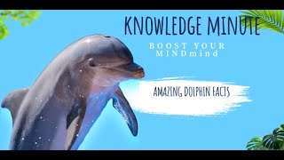 Amazing Dolphin Facts Intelligence Echolocation and Playfulness  Knowledge Minute [upl. by Norihs578]