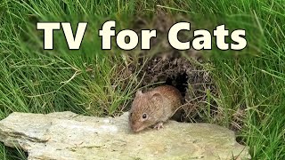 Cat TV Mouse Hole  Mice for Cats to Watch  8 HOURS 🐭 Videos for Cats to Watch Mice [upl. by Egrog]