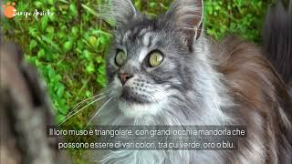 Gatto delle Foreste Norvegesi Il Felino Selvaggio dal Cuore Dolce  Guida Completa [upl. by Einotna]