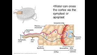 Apoplast Symplast and Vacuolar Pathway in UrduHindi [upl. by Enaud950]