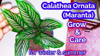 Care of Calathea Ornata indoor plant in hindiHow to GrowCare Indoor Plants in summerin winter [upl. by Eisyak906]