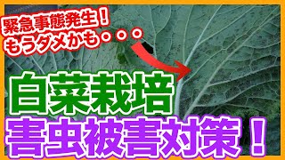 家庭菜園や農園の白菜栽培で緊急事態！害虫被害でもうダメかも・・・そんな時にやるべき害虫対策を徹底解説！Care measures for pest damage to Chinese cabbage [upl. by Arbba398]