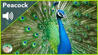 Peacock  Sounds [upl. by Atreb863]