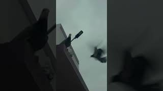 Pigeon chick 😭🥺pigeon birdcage🕊 formorevideos subscribe 💖 [upl. by Ynattir]