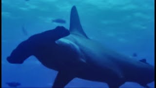 How did the Hammerhead Shark Evolve  BBC Earth [upl. by Elcin]