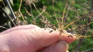 Infos aus dem Kräutergarten Fenchel  Fenchelsamen  Der Bio Koch [upl. by Enitsenrae]