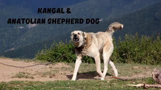 The History of the Kangal amp Anatolian Shepherd Dog [upl. by Drais419]