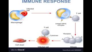 4 Immunology Humoral and cellmediated Immunity شرح بالعربي [upl. by Eicarg]