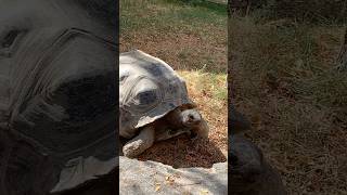 Aldabra Tortoise 🐢 shorts youtubeshorts [upl. by Keri]