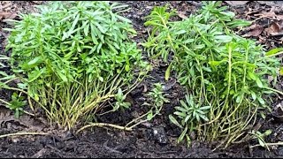 Candytuft Iberis Sempervirens  Divide amp Transplant December 20 [upl. by Hi]