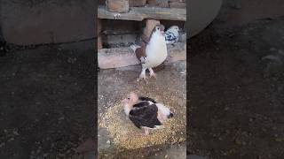 Best🕊 breeding tips 👌 😃youtubeshorts pigeon kabutar minivlog petsvlog shorts [upl. by Oliana]